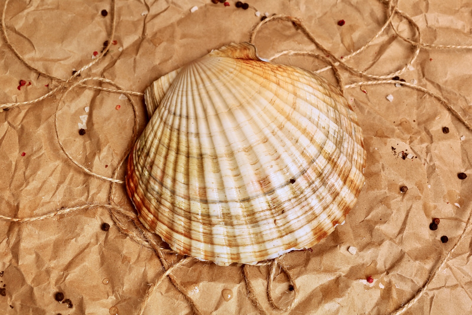 Морской гребешок (11 см+, живой)